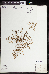 Euphorbia spathulata image