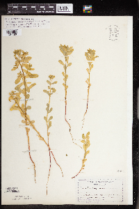 Euphorbia spathulata image