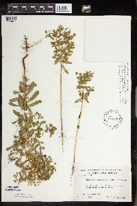 Euphorbia spathulata image