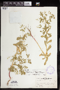 Euphorbia spathulata image