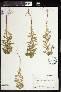 Euphorbia spathulata image