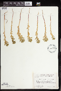 Euphorbia spathulata image