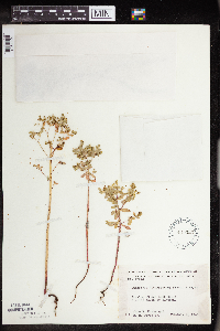 Euphorbia spathulata image