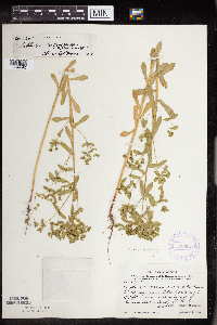 Euphorbia spathulata image