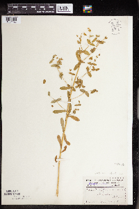 Euphorbia spathulata image