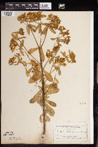 Euphorbia spathulata image