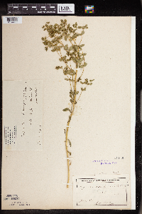 Euphorbia spathulata image