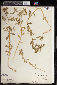 Euphorbia spathulata image