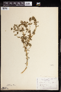 Euphorbia spathulata image