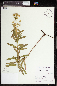 Euphorbia virgata image