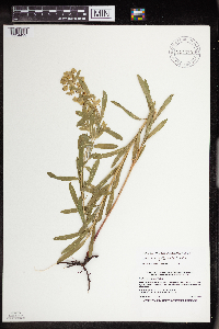 Euphorbia virgata image