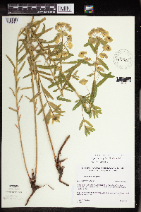 Euphorbia virgata image