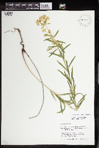 Euphorbia virgata image
