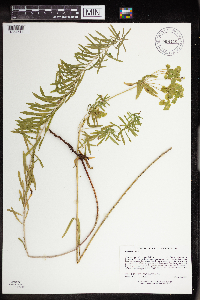 Image Associated With the Occurrence