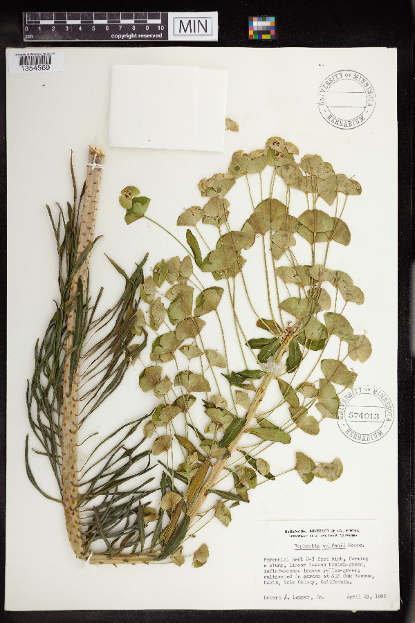 Euphorbia wulfenii image