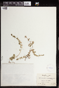 Euphorbia albomarginata image