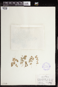 Euphorbia albomarginata image