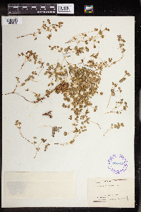 Euphorbia albomarginata image