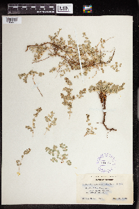 thumbnail image of current specimen