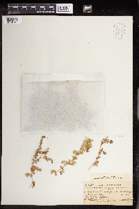 thumbnail image of current specimen
