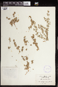 Euphorbia albomarginata image