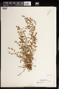 Euphorbia albomarginata image