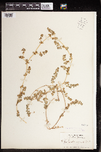 Euphorbia albomarginata image