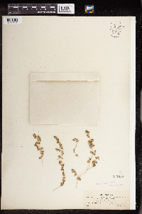 Euphorbia albomarginata image