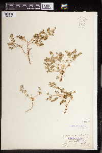 Euphorbia albomarginata image