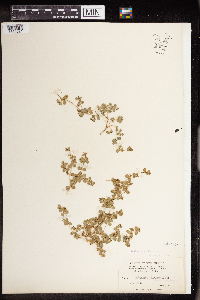 Euphorbia albomarginata image