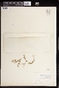 thumbnail image of current specimen