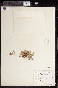 Euphorbia albomarginata image