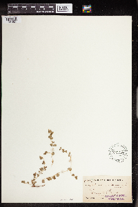 thumbnail image of current specimen