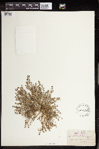 Euphorbia albomarginata image