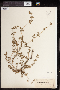 Euphorbia albomarginata image