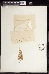 Euphorbia albomarginata image