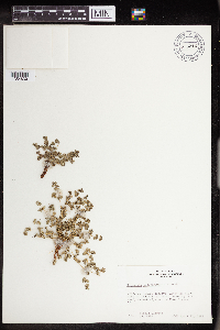 Thumbnail image of current specimen