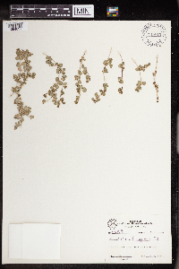 Euphorbia albomarginata image