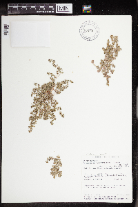 Euphorbia albomarginata image