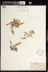Euphorbia albomarginata image