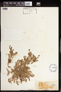 Euphorbia albomarginata image