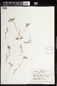 Euphorbia albomarginata image