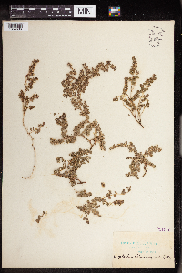 Euphorbia albomarginata image