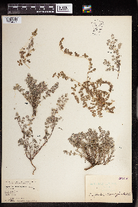 Euphorbia albomarginata image