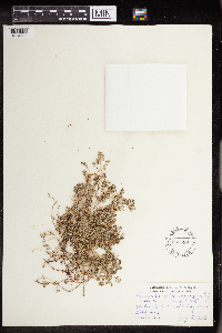Euphorbia albomarginata image