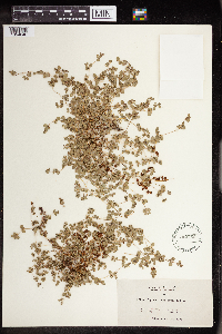 Euphorbia albomarginata image
