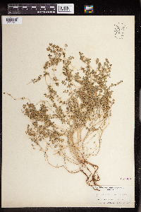 thumbnail image of current specimen