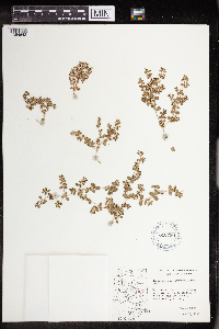 Euphorbia albomarginata image