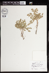 Euphorbia albomarginata image
