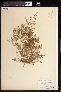 Euphorbia albomarginata image